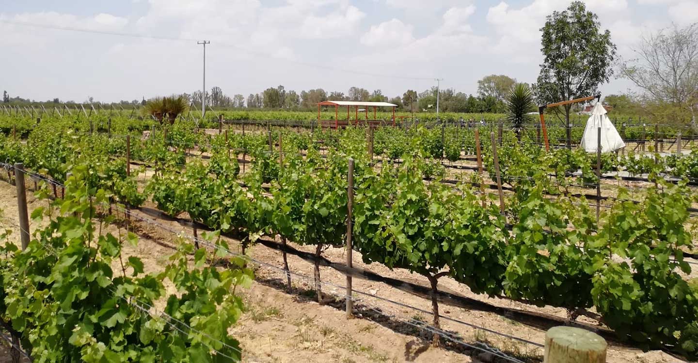 Ruta del vino de la Independencia en Guanajuato