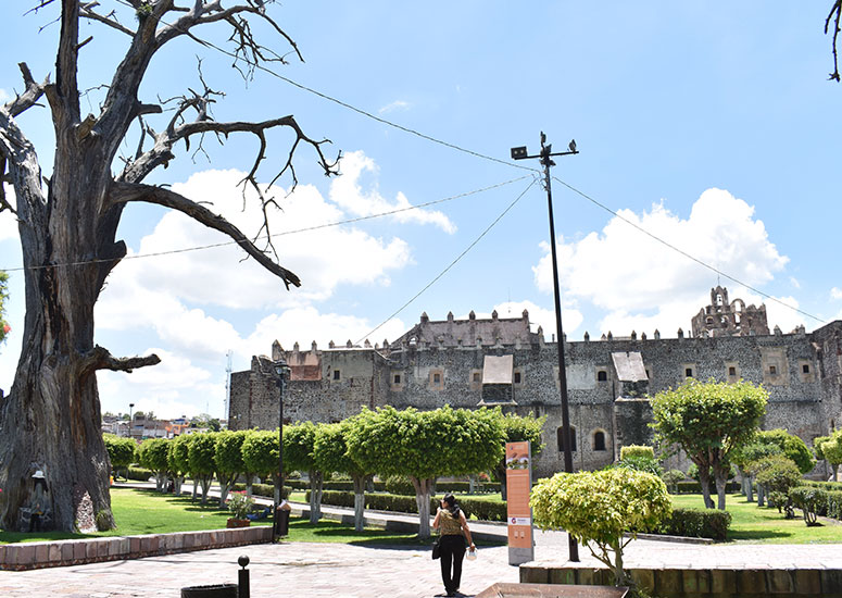 Los ahuehuetes en Yuriria Guanajuato