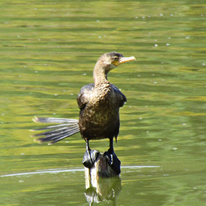 Avistamiento de aves