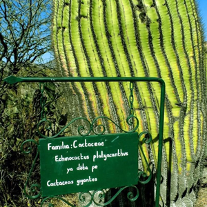 Cactáceas gigantes en Tierra Blanca