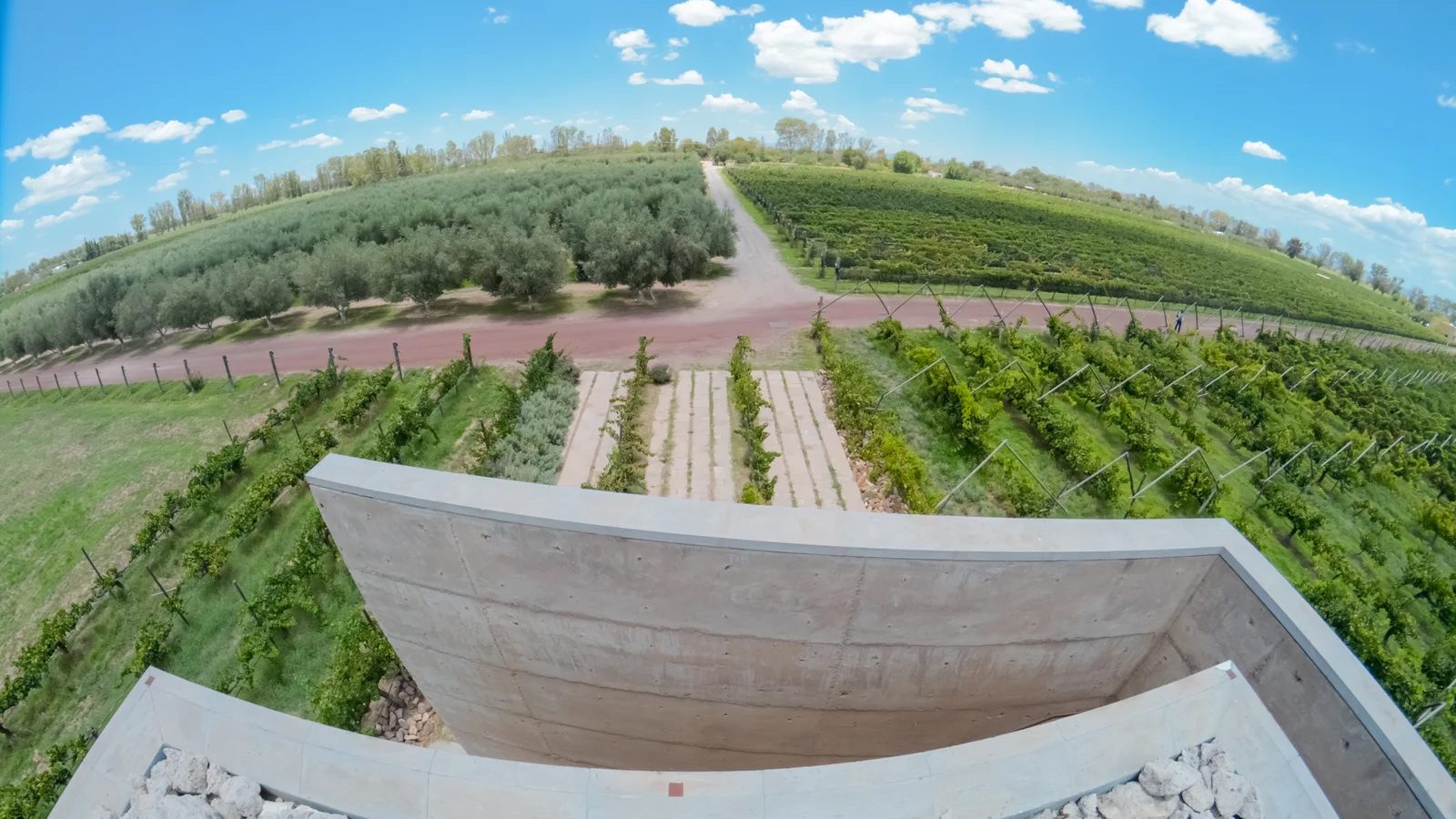 Viñedos en Dolores Hidalgo