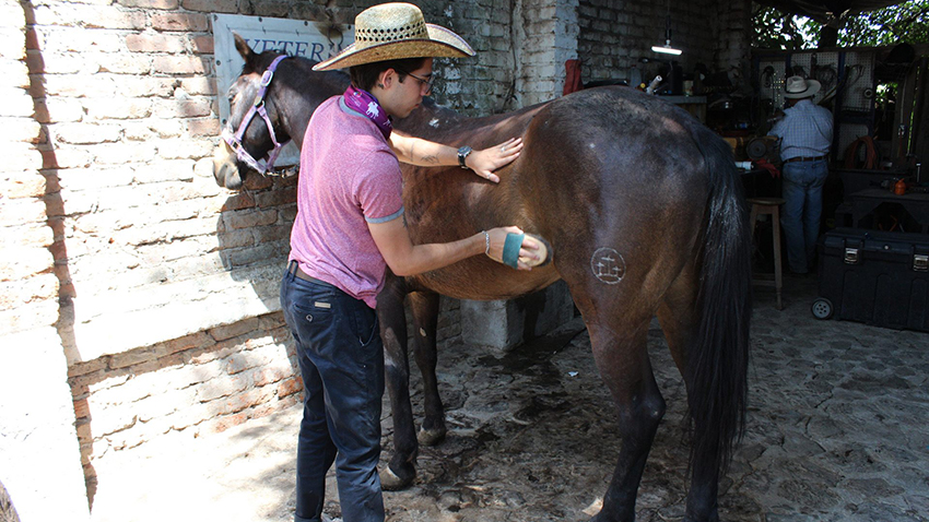 VAQUERO POR UN DÍA