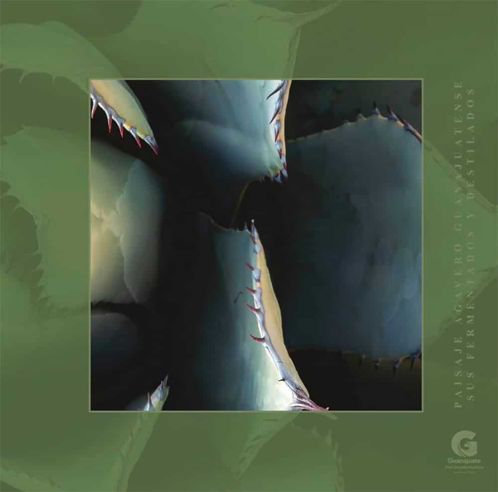 Image of a vegetable maguey mead in Guanajuato, ideal for tourism and Mexican culture.