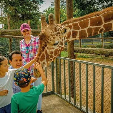 Niños interactuando con una jirafa en el Zoológico de Irapuato, Guanajuato.