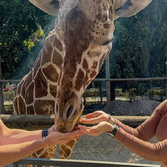 Jirafa en el Zoológico de Irapuato interactuando con visitantes.