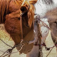 Caballos en el Parque Ecoturístico y de Aventura SAN Miguel SC.