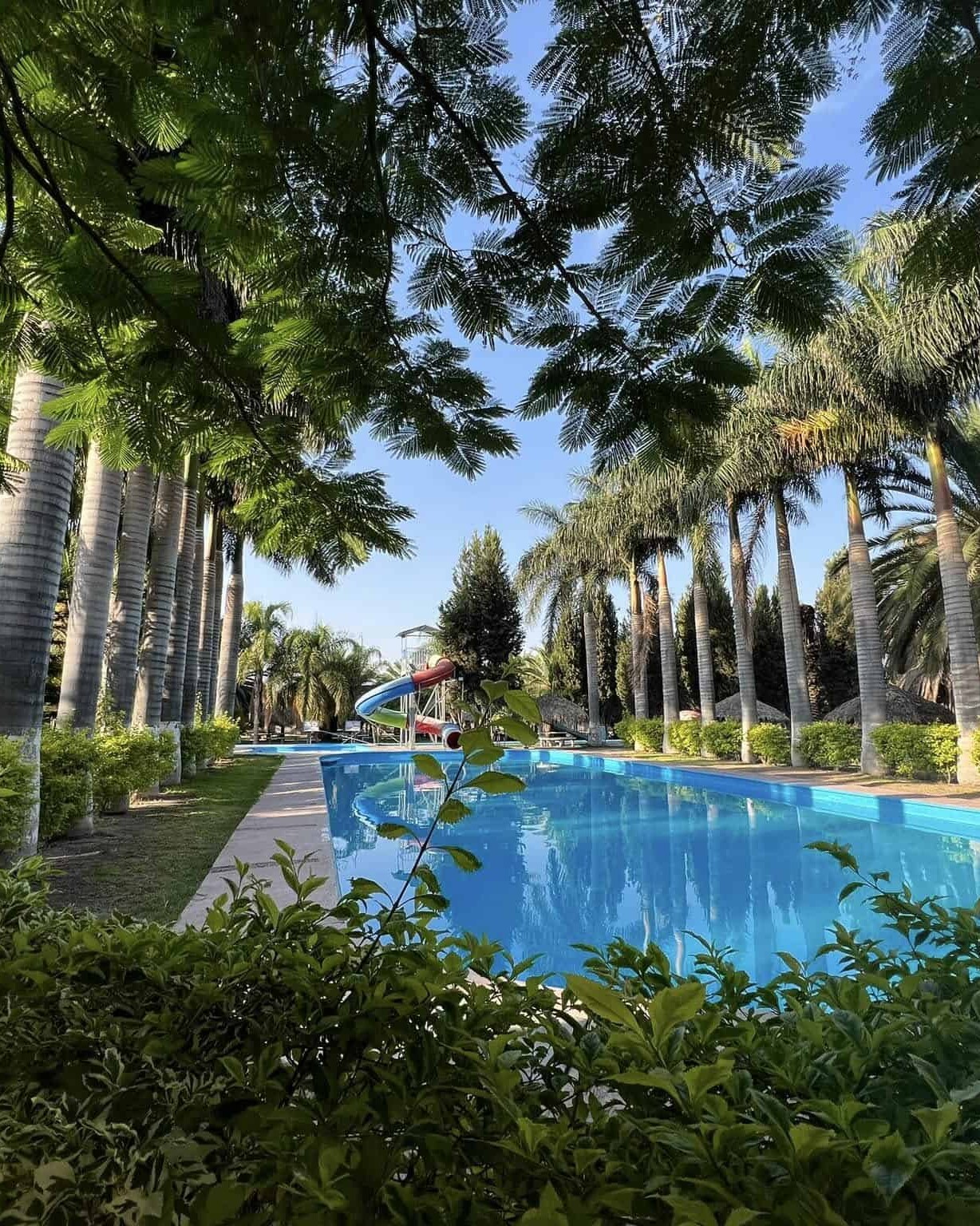 Pool surrounded by palm trees at a resort in Guanajuato.