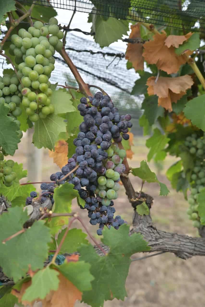 Ripe and green grapes in a vineyard in Guanajuato during harvest season.