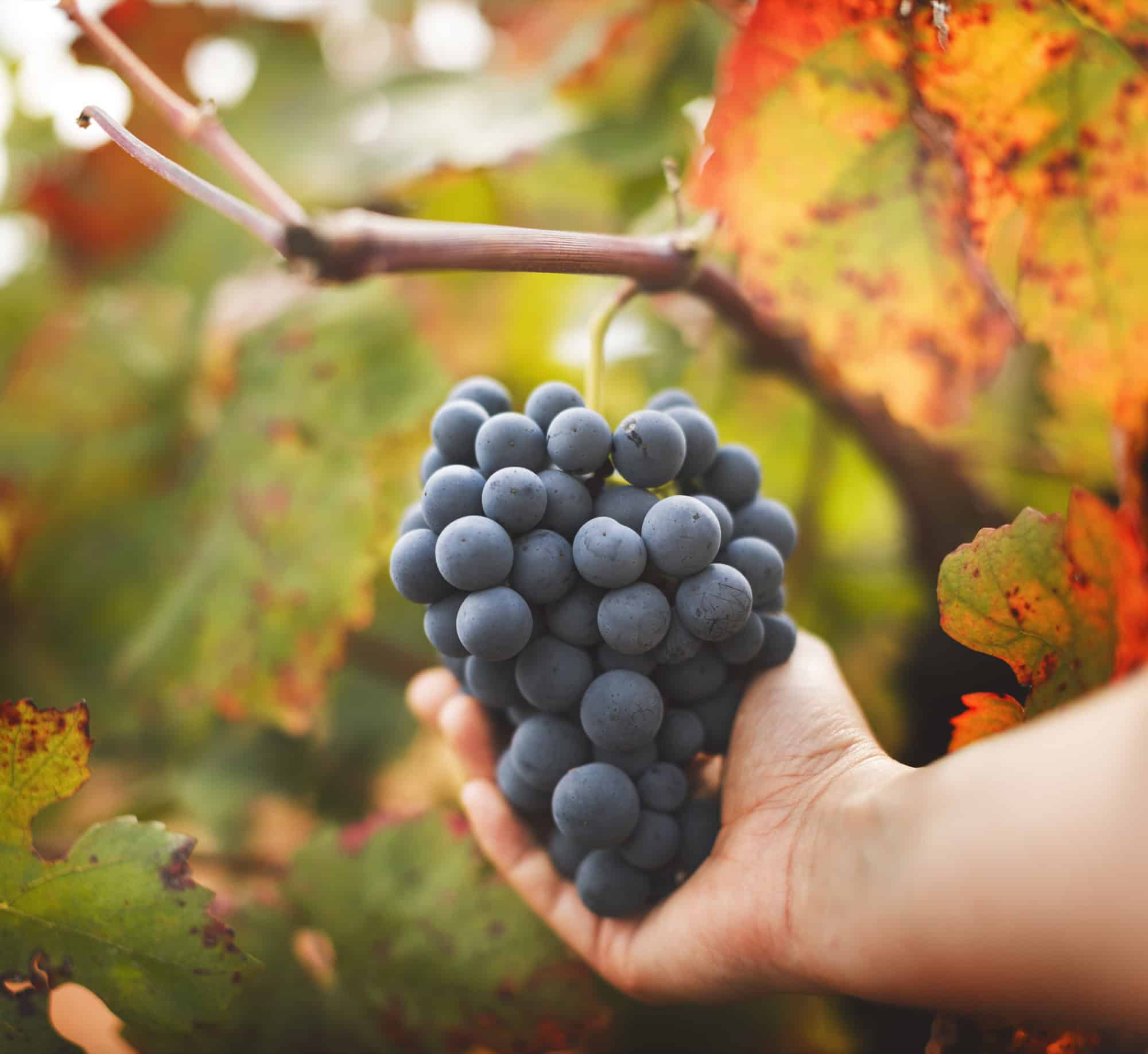Ripe grapes on a vine during harvest in Guanajuato.