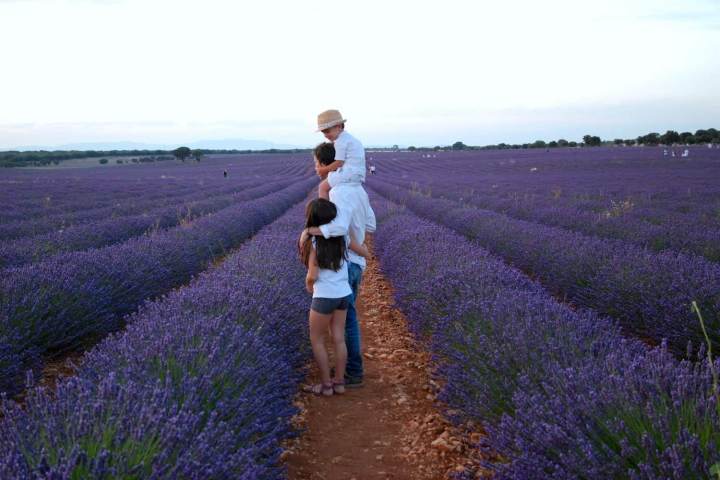 Family enjoying a lavender field in Guanajuato during the Biggest Football Festival.
