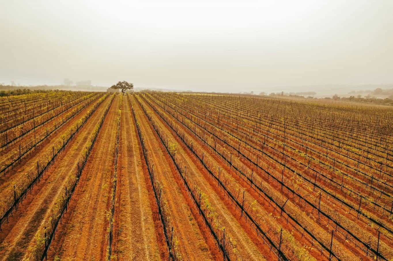 Vineyard in Guanajuato, a tourist and wine destination in Mexico, with vast rows of grapes and a rural landscape.