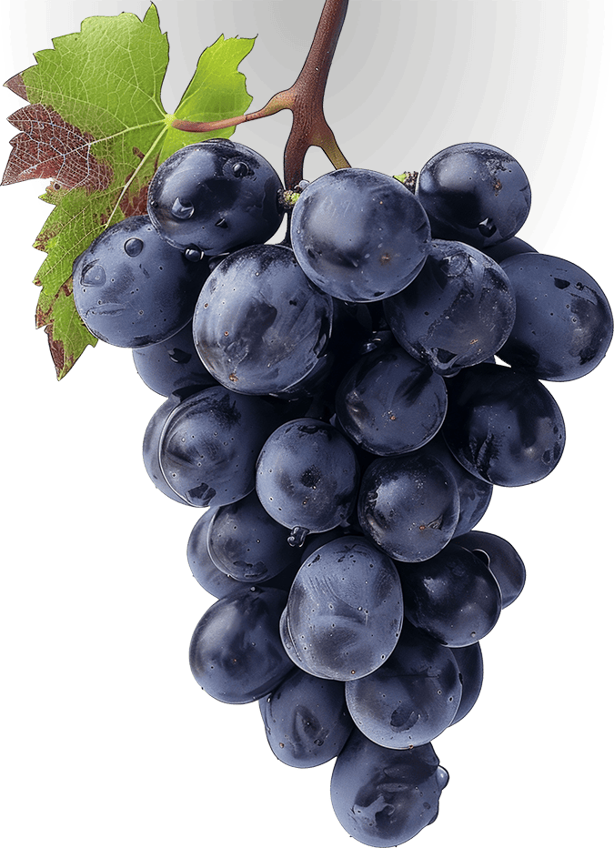 Uvas negras frescas para vino y gastronomía en Guanajuato, México.