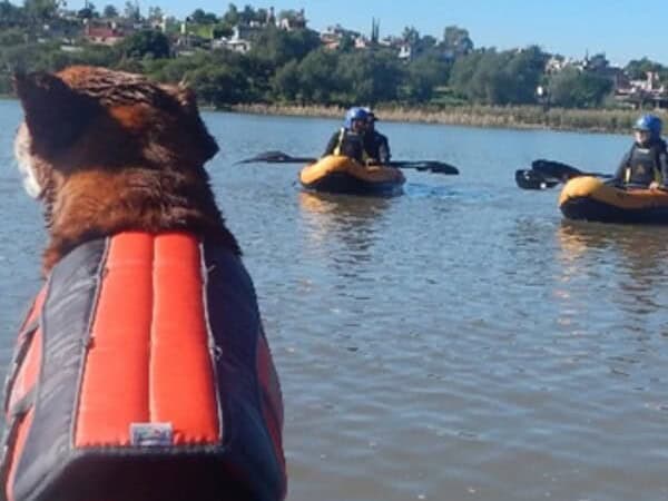 Perro con chaleco salvavidas observa kayak en río Guanajuato.