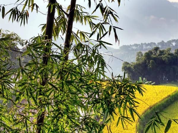 Paisaje rural con campos de cultivo y árboles en Guanajuato, México.