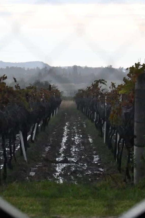 Viñedos en Guanajuato durante la vendimia en otoño.