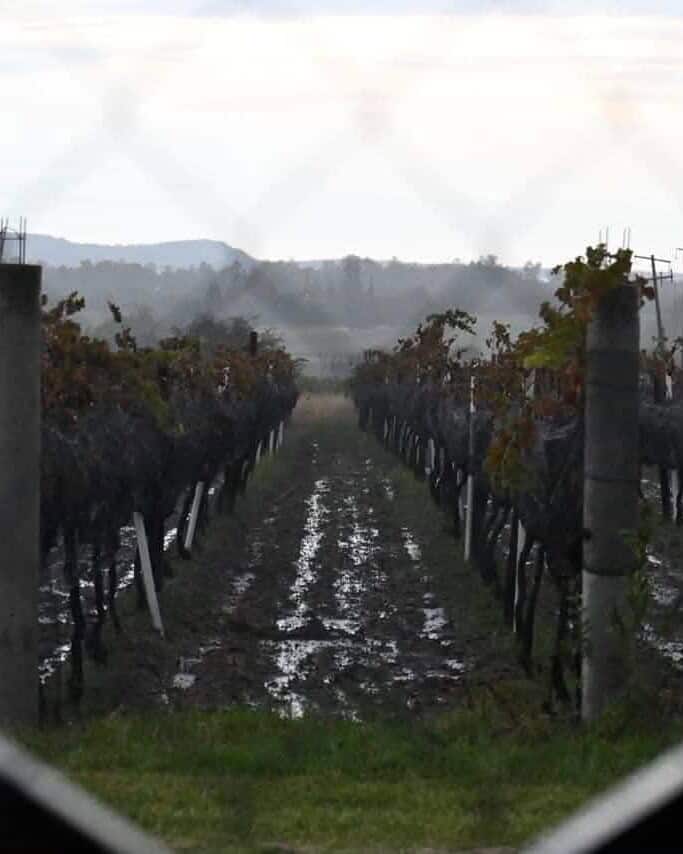 Vineyards in Guanajuato during the grape harvest in autumn.