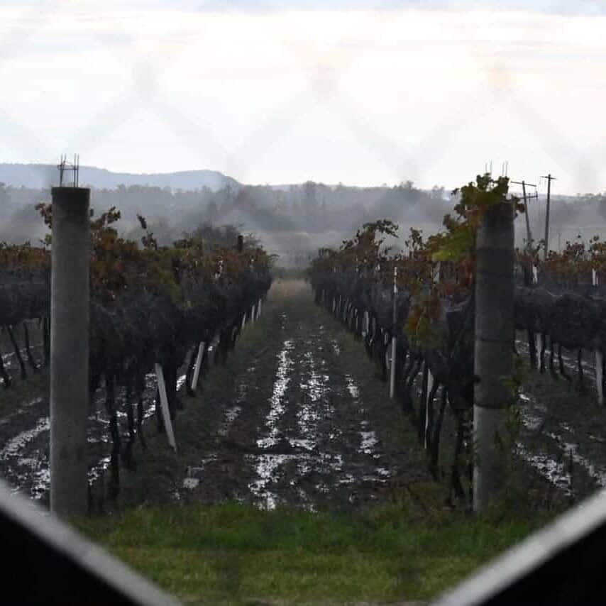 Viñedos en Guanajuato durante la vendimia en otoño.