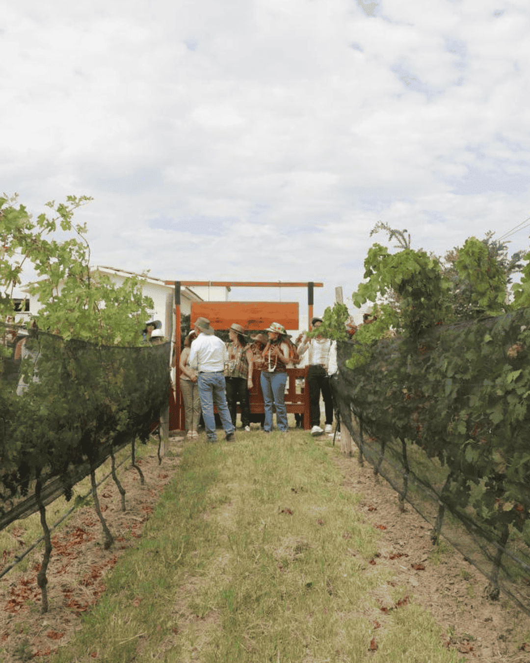 Vendimia en Guanajuato con visitantes en viñedo y paisaje de cielo nublado.