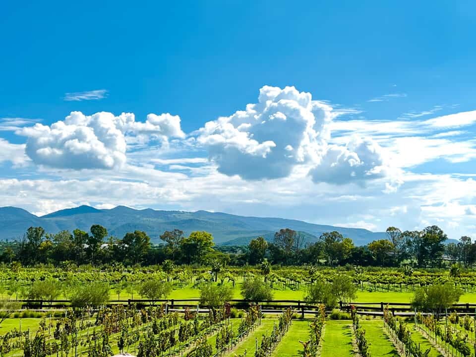 Vineyard with trees and mountains in the background.