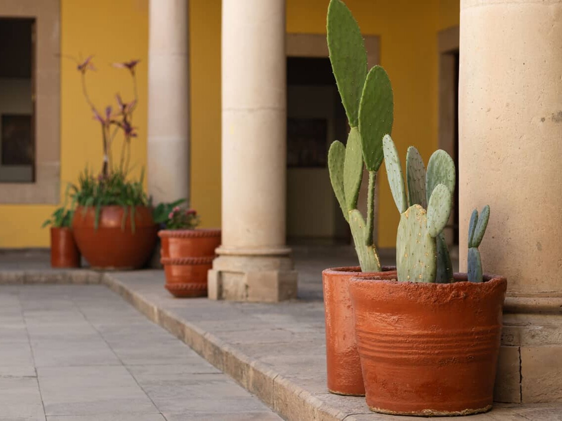 Clay pots with cacti in a Mexican colonial patio with stone columns.