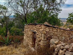 Vestiges of a stone building among the vegetation of Nuevo Valle de Moreno, Guanajuato.