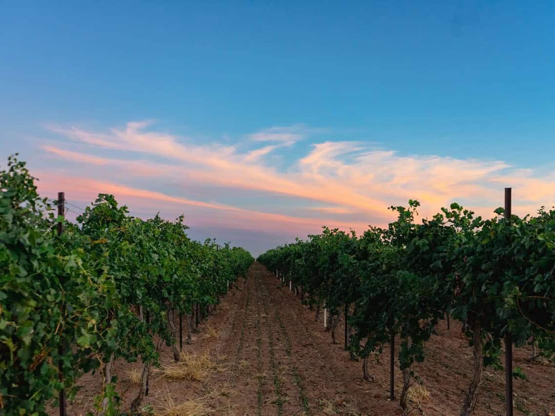 Hileras de un viñedo al atardecer con cielo de colores.
