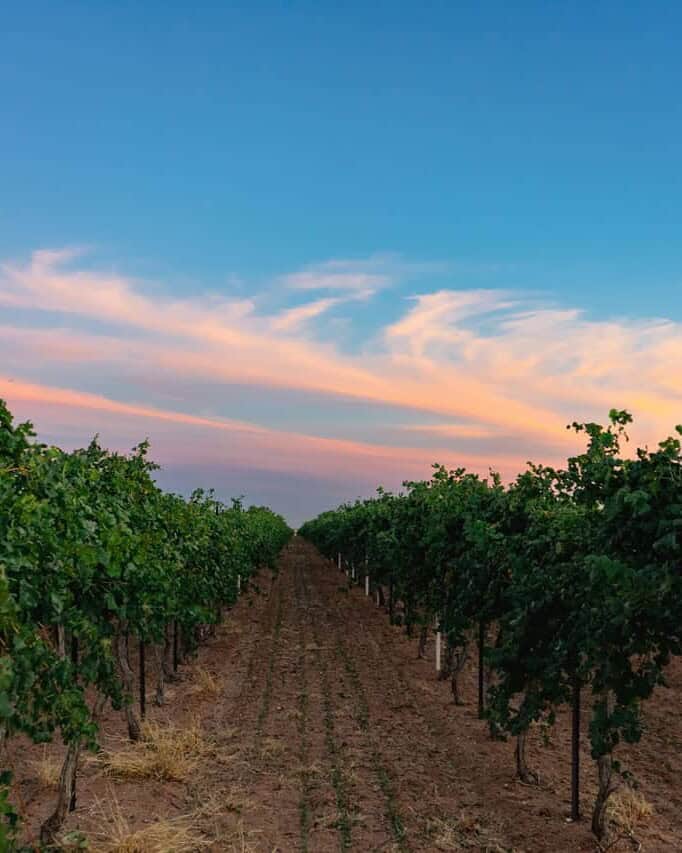 Rows of a vineyard at sunset with a colorful sky.