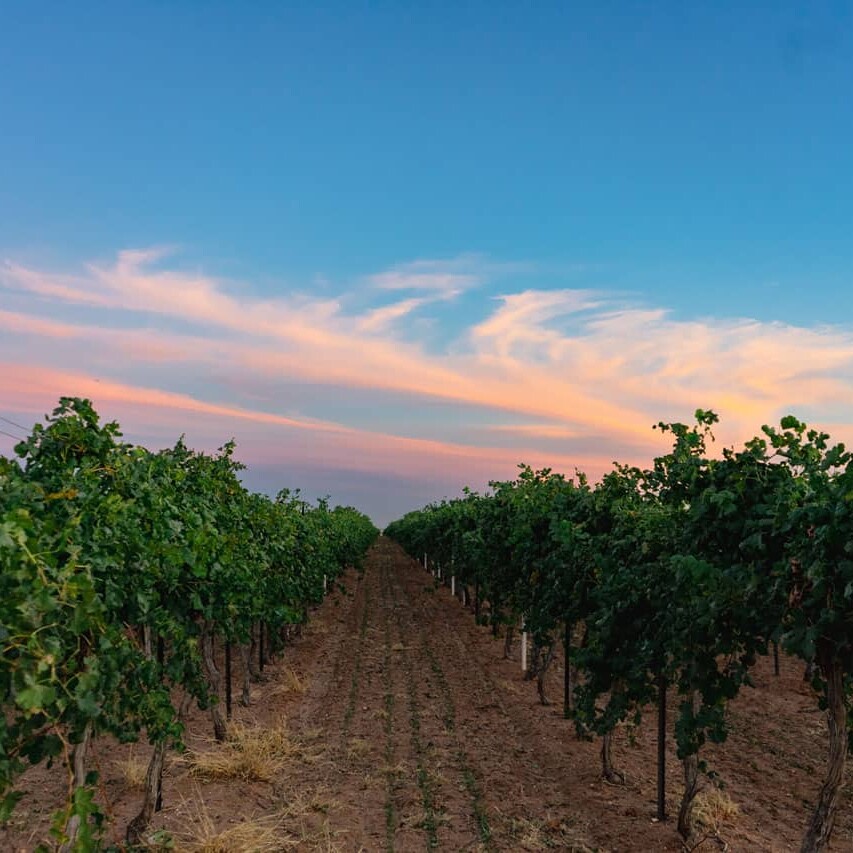 Hileras de un vi&ntilde;edo al atardecer con cielo de colores.