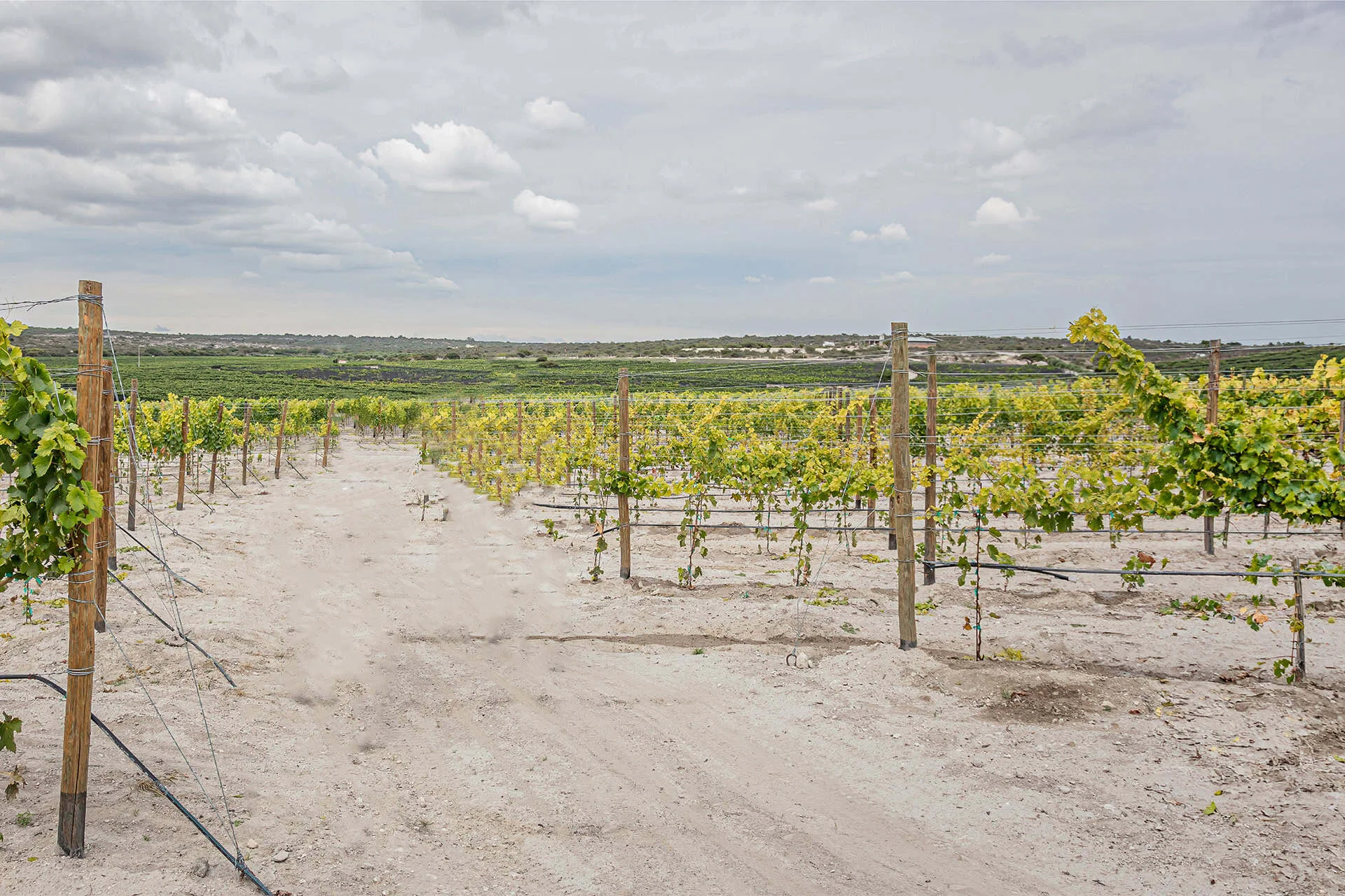 Viñedos en Guanajuato, destino turístico y enológico en México.